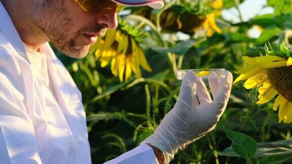 实验室助理检查青翠的植物生长农业产业向日葵