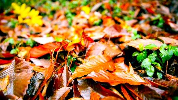 秋天的树叶落在地上