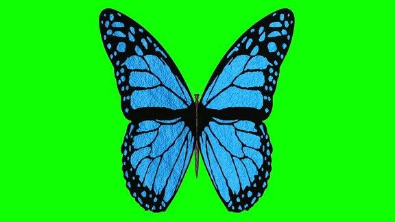 3D插图-视频张开翅膀的彩色蝴蝶
