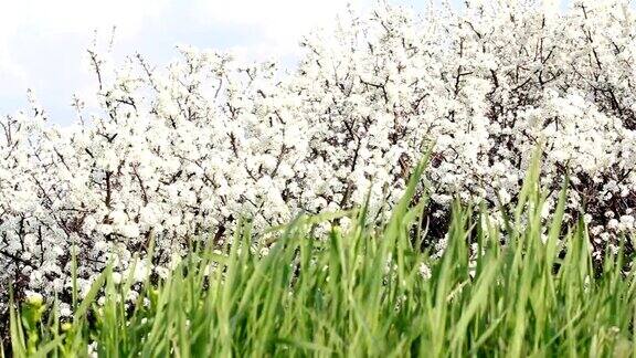 绿色的草和白色的花春天的景象