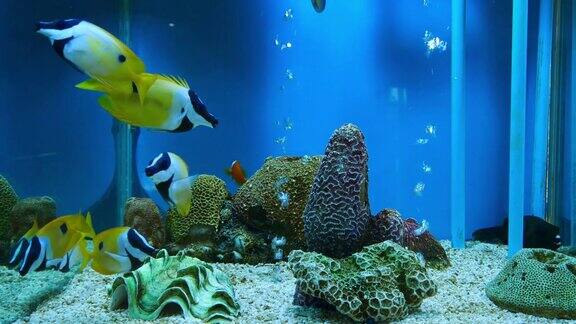 美丽的鱼在水族箱上装饰水生植物的背景鱼缸里五颜六色的鱼