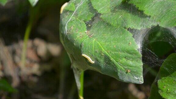 发生蛾、虫、虫等虫害破坏植物和树木