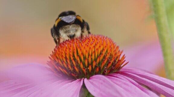 一只大黄蜂的背上站在桔黄色的圆锥花上喝着花蜜微距特写镜头