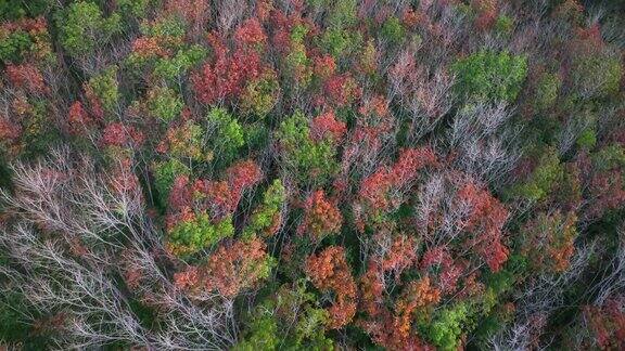 无人机拍摄的泰国南部橡胶树在秋天变成红叶的日出景象