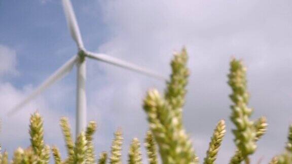转动的风力涡轮机后面摇摆的小麦