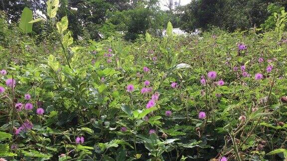 草花竹林和旧的废墟建筑