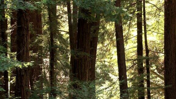 森林中的大树