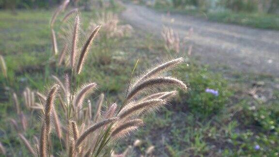 清晨温暖的阳光下小草盛开背景是乡间的小路