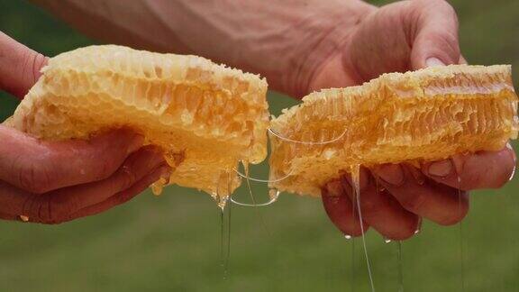 养蜂人用手掰开蜂蜜