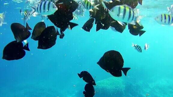 美丽多彩的热带鱼在充满活力的珊瑚礁在红海水下