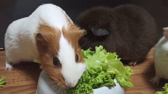 豚鼠吃蔬菜和蔬菜