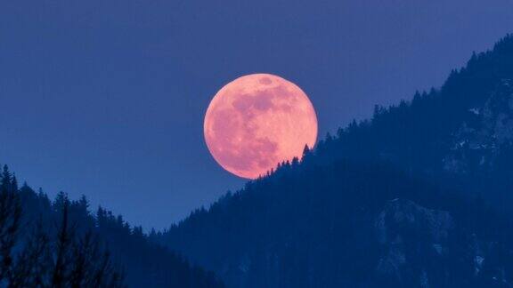 满月时蓝色夜空中红色超级月亮从森林上空升起