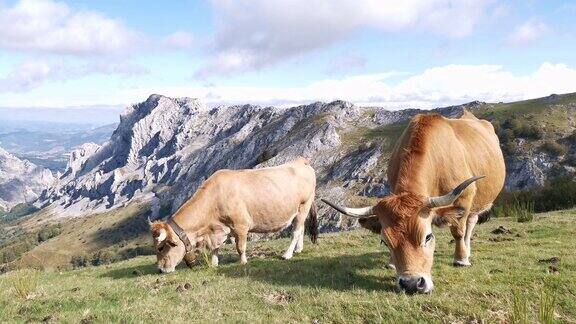 奶牛在乌尔基奥拉的草地上安静地吃草