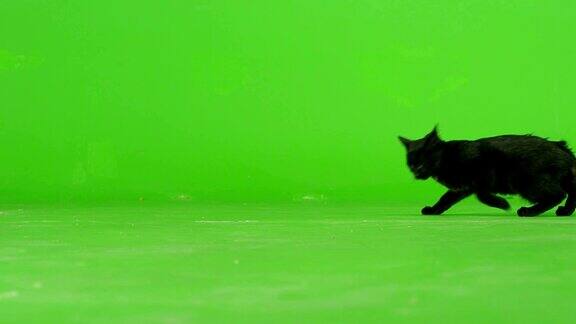 黑猫在绿色屏幕上行走缓慢的运动