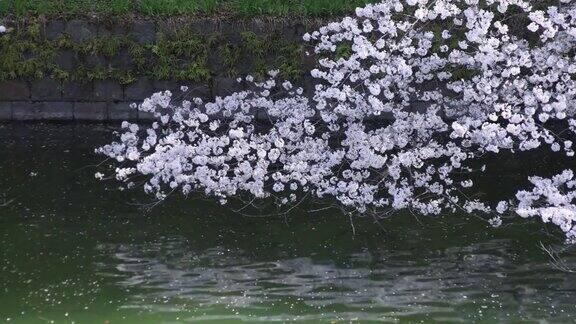 东京千鸟渊公园的樱花