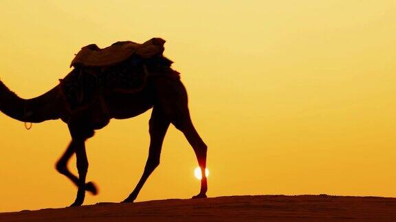 在日落时骑骆驼的人日落时分的塔尔沙漠印度拉贾斯坦邦