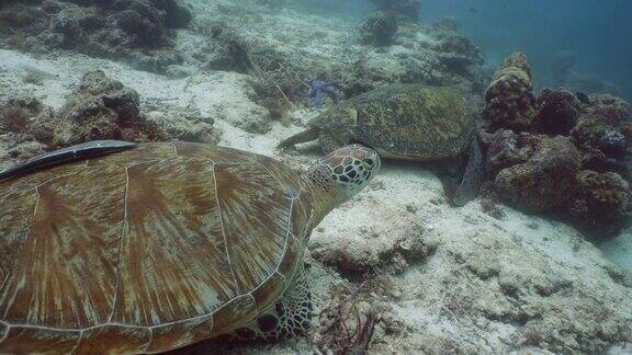 菲律宾水下的绿海龟