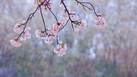 雪中樱桃树在风中摇曳