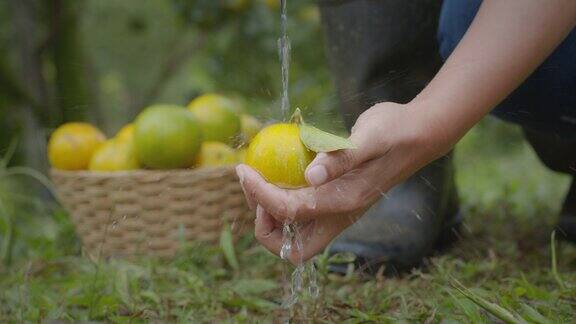 近距离的园丁抱着和清洗在橘子田花园在早上的时间与慢镜头