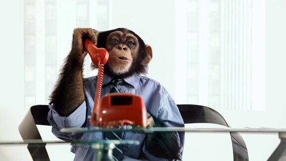 黑猩猩的电话交谈