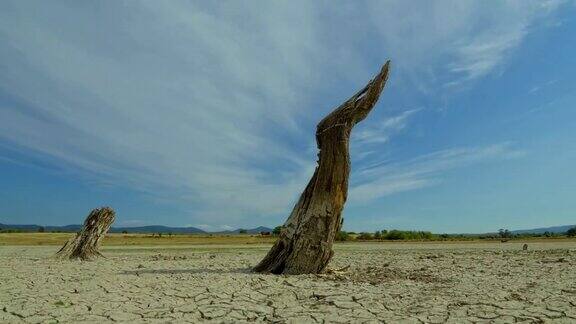 时间流逝树木死亡干旱灾害土壤干燥气候变化全球变暖