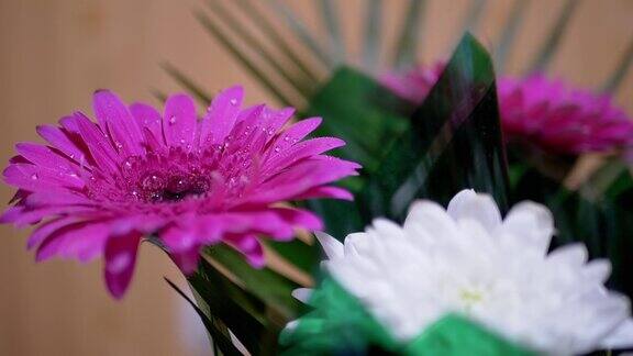 在粉红色菊花花瓣上喷洒水珠180帧秒