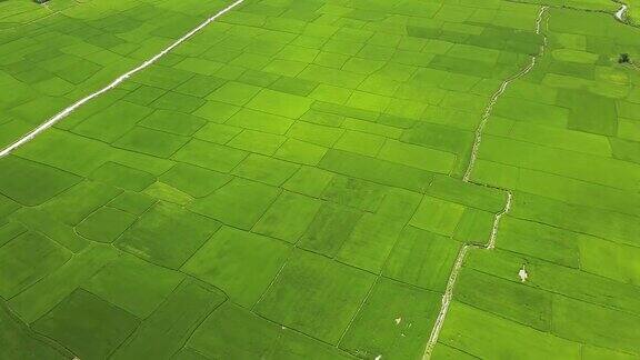 稻田空中景观无人机视图种植水稻种植园农业和粮食工业农业和农业概念俯瞰自然景观
