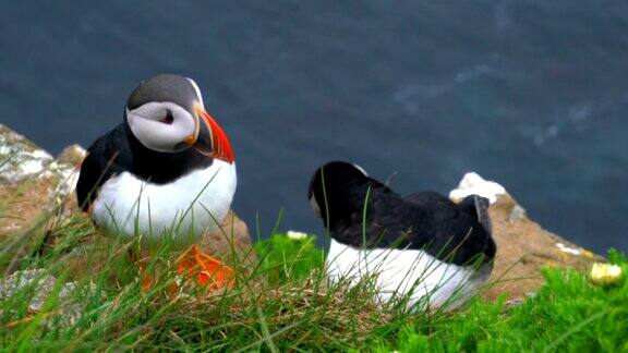 大西洋海雀在长满草的悬崖上清理自己