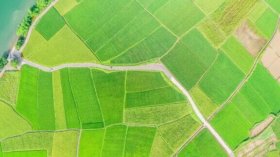 高视角的绿色稻田景观