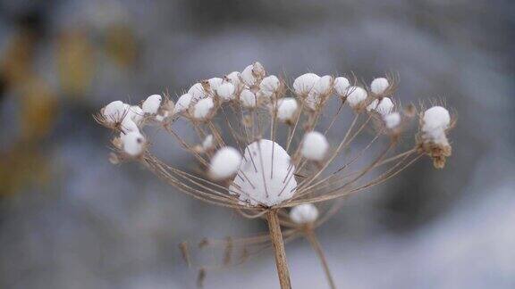 极近距离拍摄被雪覆盖的植物冰冻霜冻全白色