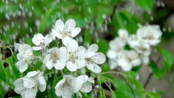 雨中盛开的樱花枝特写镜头缓慢的运动水滴落在绿叶和白花上关闭了春天樱花盛开
