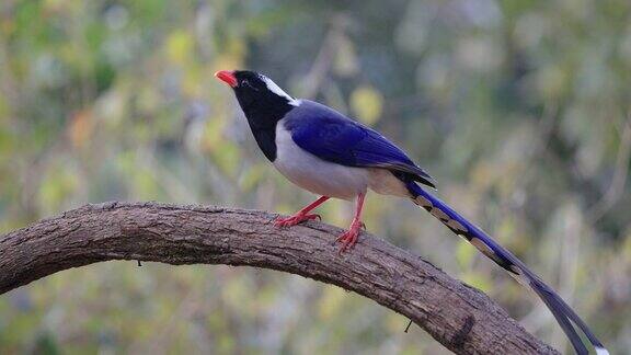 红嘴蓝喜鹊在慢镜头中飞翔栖息在树枝上