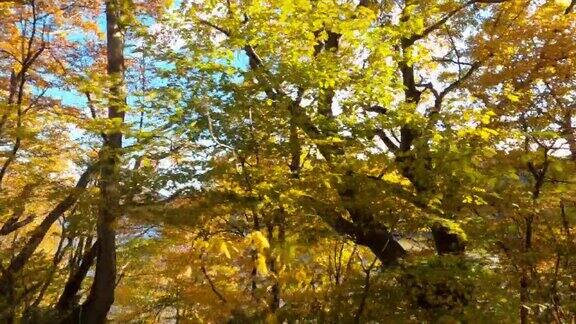 青原湖有着美丽的秋叶