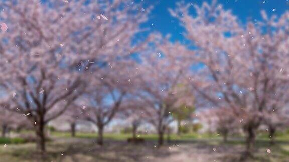 樱花与背景下落的粒子运动图形