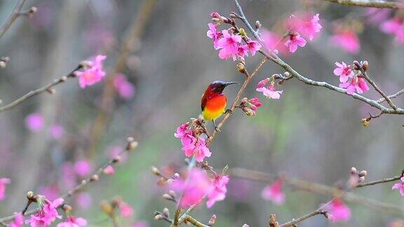 鸟和粉红色的花