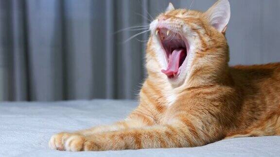 特写姜猫躺在床上打哈欠浅的焦点