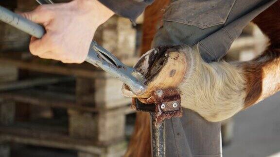 蹄铁匠用钳子修整和塑造马蹄照顾好宠物