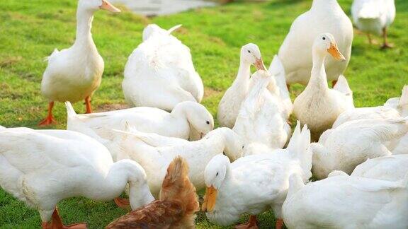 农场里有鸭子、鸡和鹅户外学习和耕作