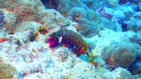 孔雀螳螂虾在珊瑚礁周围行走