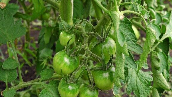 有机温室中未成熟的番茄