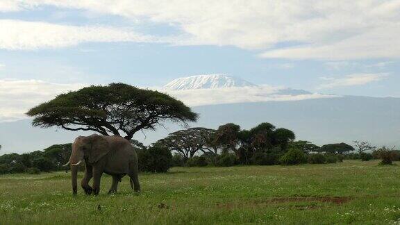 大象在乞力马扎罗山下吃草和散步