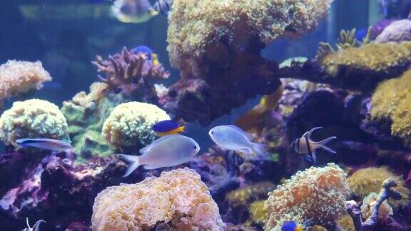 五颜六色的海鱼在珊瑚旁