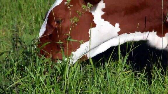 绿草地上的一群奶牛