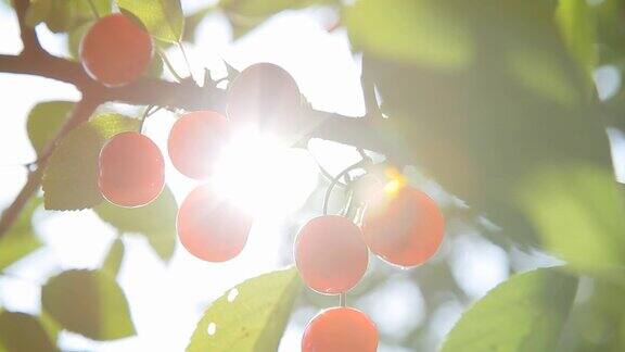 高清多莉:树上的樱桃