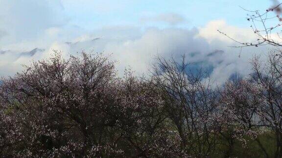 西藏林芝地区桃花盛开