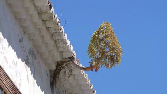 植物在屋顶瓦片上生长4k慢镜头60fps