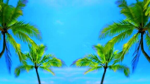 棕榈树和天空