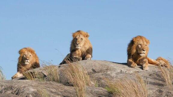 塞伦盖蒂国家公园的狮子