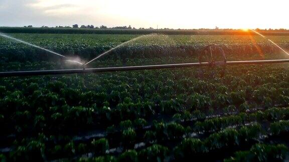 日落时灌溉的农田