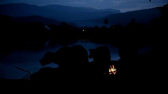 日落时分水牛在湖边休息这段视频是在户外的乡村环境中拍摄的
